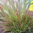 Пеннисетум лисохвостый Burgundy bunny