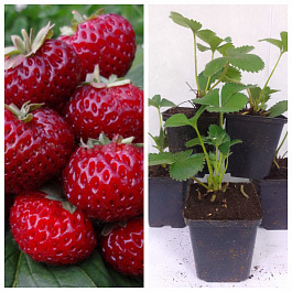 Земляника садовая Мизе Шиндлер НАБОР 5ШТ