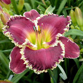 Лилейник гибридный Беттилен НАБОР 2ШТ (1+1)