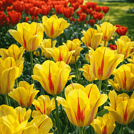 Тюльпан Hocus Pocus