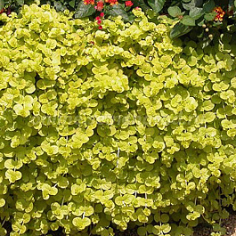 Вербейник монетчатый Голдилокс