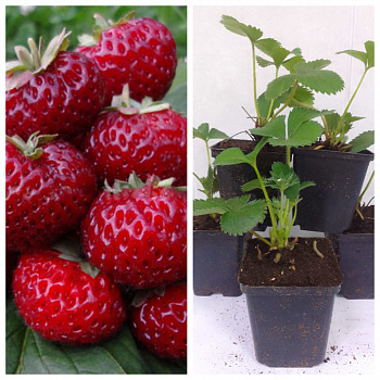 Земляника садовая Мизе Шиндлер НАБОР 5ШТ
