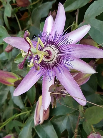 Маракуйя съедобная Lavender Lady