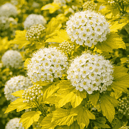 Пузыреплодник калинолистный Darts Gold