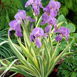 Ирис бледный Вариегата