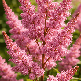 Астильба китайская Satin Pearls
