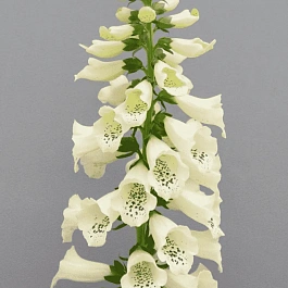 Наперстянка Dottie Cream