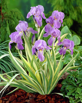 Ирис бледный Вариегата