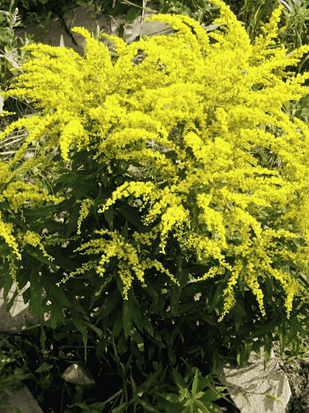 Солидаго канадское Patio