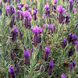 Лаванда широколистная Винтер Лэйс