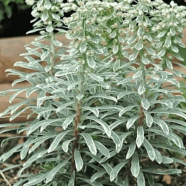 Молочай средиземноморский Silver Swan