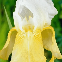 Ирис германский Pinnacle