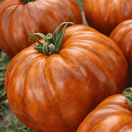 Томат Шоколадное сердце