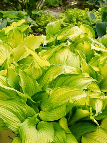 Хоста First Dance