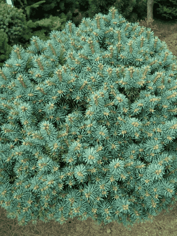 Ель колючая Brynek