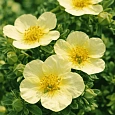Лапчатка кустарниковая Primrose Beauty