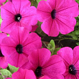 Петуния ампельная F1 Парпл Вельвет