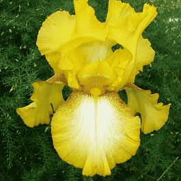 Ирис германский Radiant Apogee