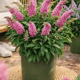 Буддлея Давида Little Rockstars Pink