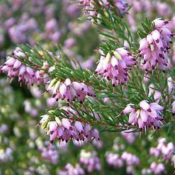 Эрика дарленская Гост Хиллс