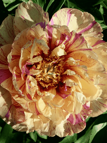 Пион ИТО Lollipop