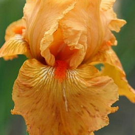 Ирис бородатый Мармелад Скайз