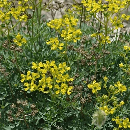 Рута душистая