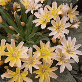 Левизия длиннолепестковая Peach