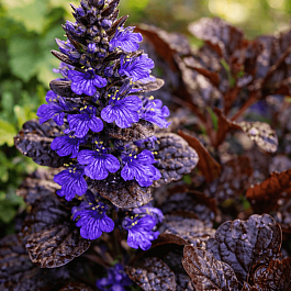 Живучка ползучая Mahagony