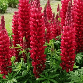 Люпин многолистный Legendary Red Shades