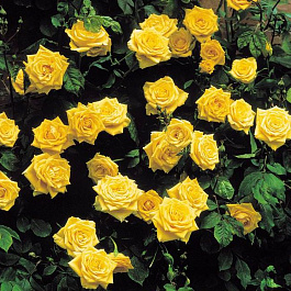 Роза плетистая Клайминг Санблест