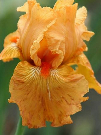 Ирис бородатый Мармелад Скайз