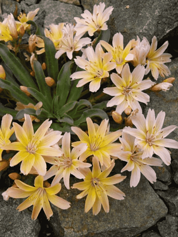 Левизия длиннолепестковая Peach