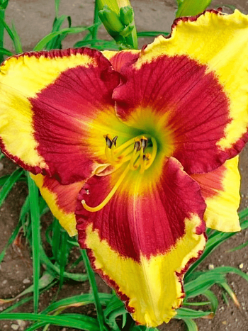 Лилейник Punxsutawney Phil