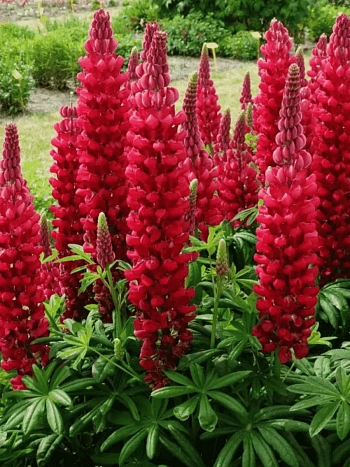 Люпин многолистный Legendary Red Shades