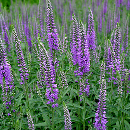 Вероника длиннолистная Эвелин