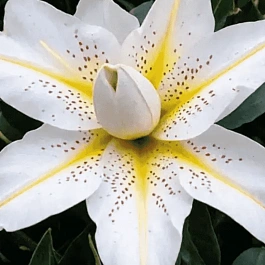 Лилия Roselily Zeta