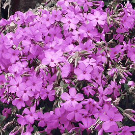 Флокс стелющийся Rosea