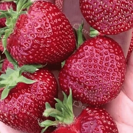 Земляника Вивальди