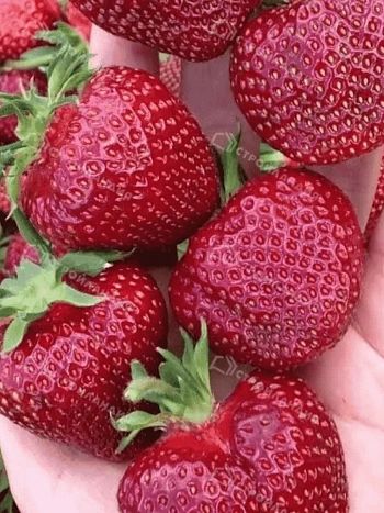 Земляника Вивальди