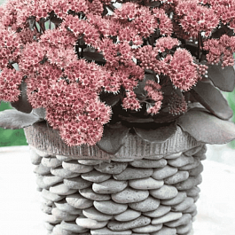 Очиток большой Brown red