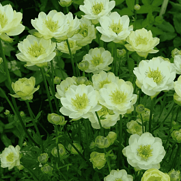 Купальница гибридная Cheddar