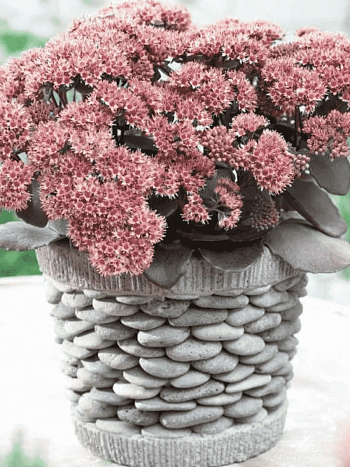 Очиток большой Brown red