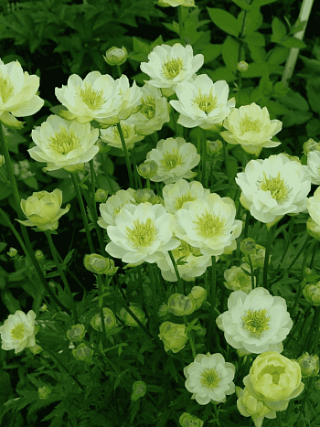 Купальница гибридная Cheddar