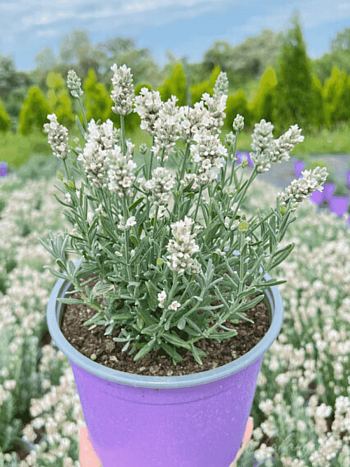 Лаванда  White Scent Compact