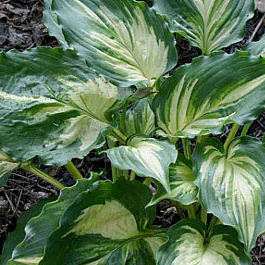 Хоста Lakeside Paisley Print