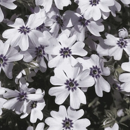 Флокс шиловидный Pharao Blue Eye