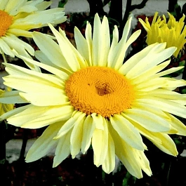 Нивяник наибольший Broadway Lights