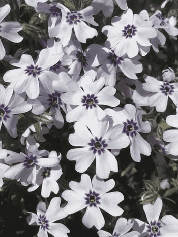 Флокс шиловидный Pharao Blue Eye