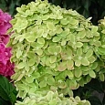 Гортензия метельчатая Mojito